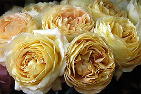 OYOY ケーキスタンド Ø20 cm caramel-rose tortenstander-toppu-tray-