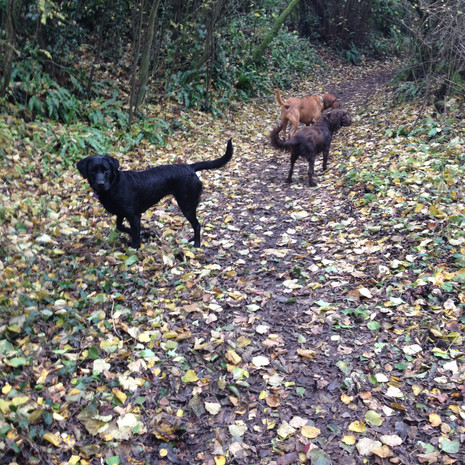 Walkies in the woods