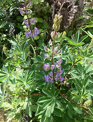 Lupinus latifolius.jpg