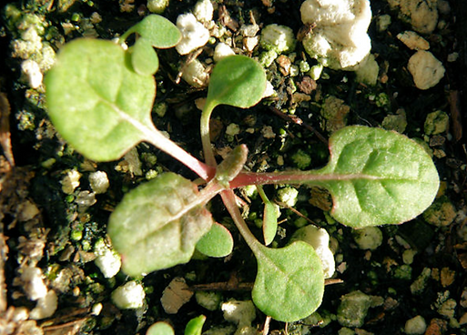 naked buckwheat eriogonum nudum berkeley hills