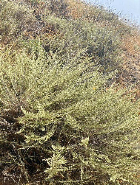 Artemesia californica.jpeg