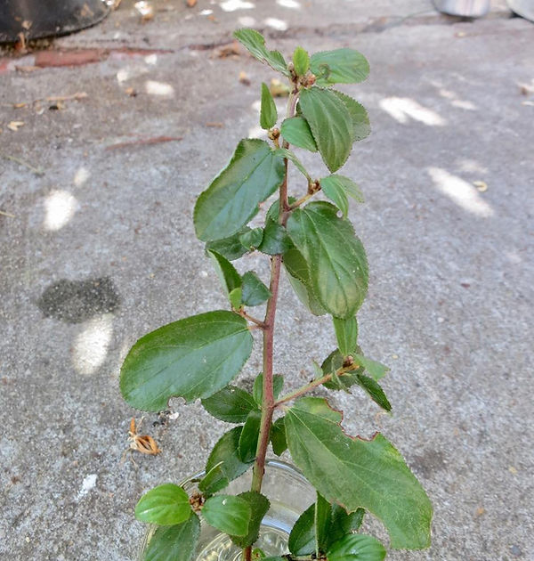 ceanothus oliganthus sorideatus.jpg