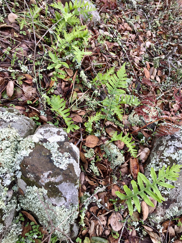 polypodium calirhiza in situ.jpeg