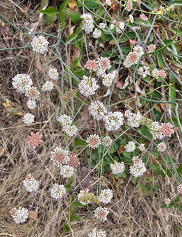 Eriogonum nudum close up.jpeg