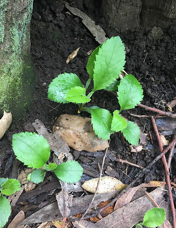 aster chilensis seedling.jpeg