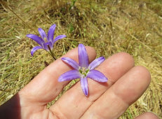 Brodiaea elegans 2016 - 1.jpg