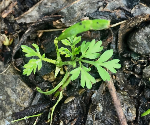 Conium maculatum hemlock seedling.jpeg