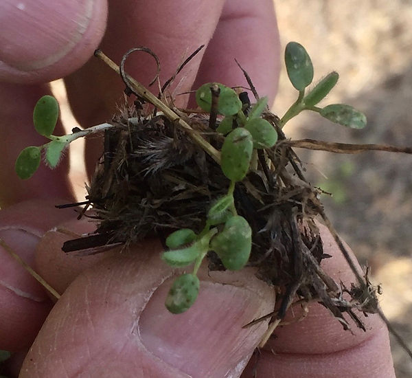 Trifolium hirtum Rose Clover.jpeg