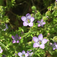 Yarrow leafed Gilia.jpg
