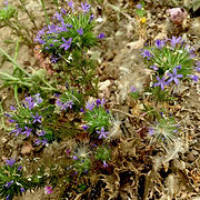 Naverretia squarosa purple flower Skyline.jpg