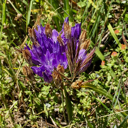 Triteleia laxa Ithuriels spears close up