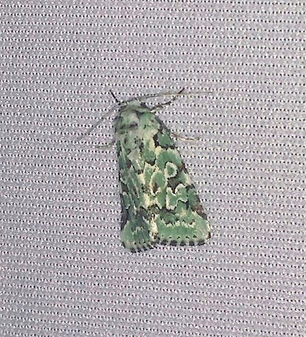 California Lichen Moth .jpg