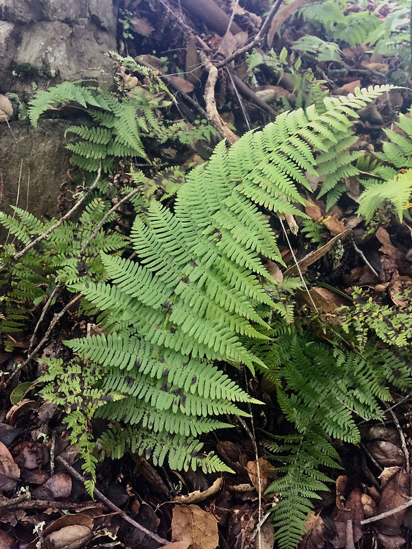 Dryopteris arguta wood fern.jpeg