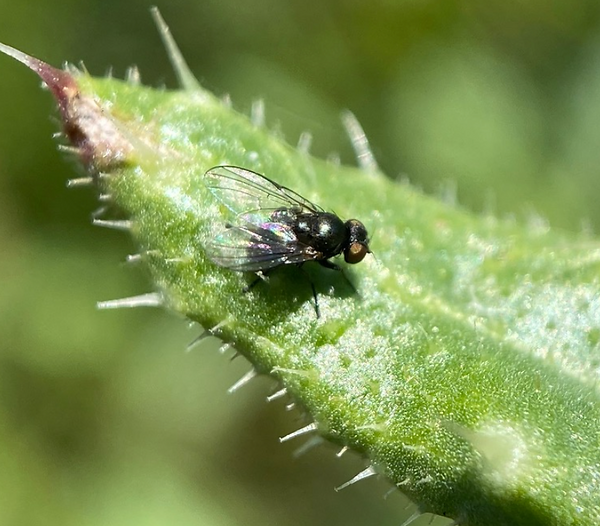 leaf. miner fly.png