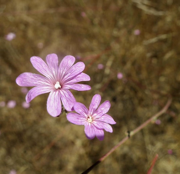 willow herb close up.jpg