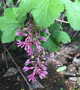 Ribes sanginuem.png