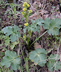 Sanicula crassicaulis copy.jpg