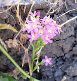 Zaltneria 1. - 1.jpg