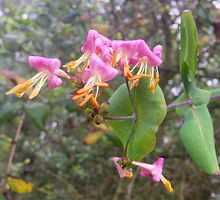 Lonicera hispidula pink flower skyline trail.jpg