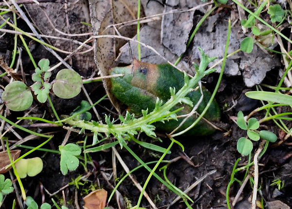 yarrow seedling.jpeg