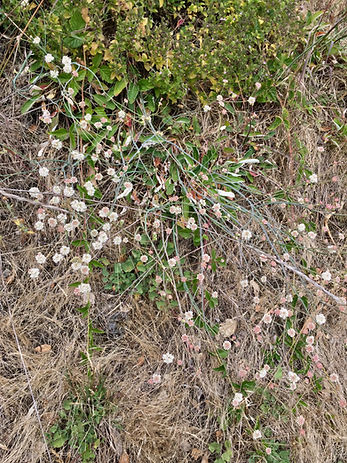Eriogonum nudum insitu.jpeg
