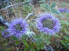 Monardella villosa Coyote mint.jpg