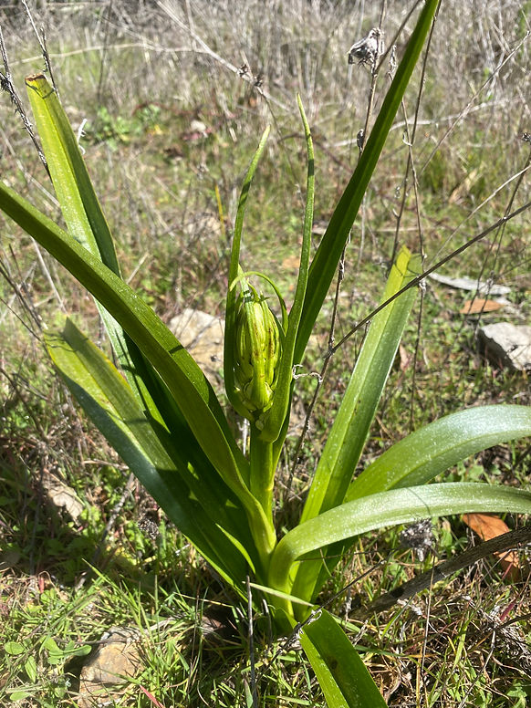 star lily1.jpeg