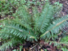sword fern 2.jpeg