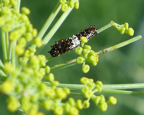 first instar of parsley swallowtail cate