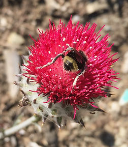 yellow faced bee and cobweb thistle v3.j