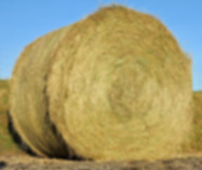 fullsizeoutput_25.jpeg