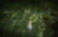 girl-garden-shooted-from.jpg