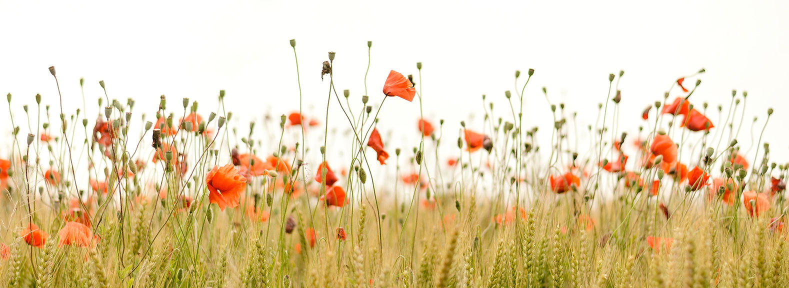 Dianne Horton Landing Background_edited.jpg