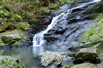 Rainforest Waterfall Montville Queensland - 145 Western Luxury Accommodation.jpg