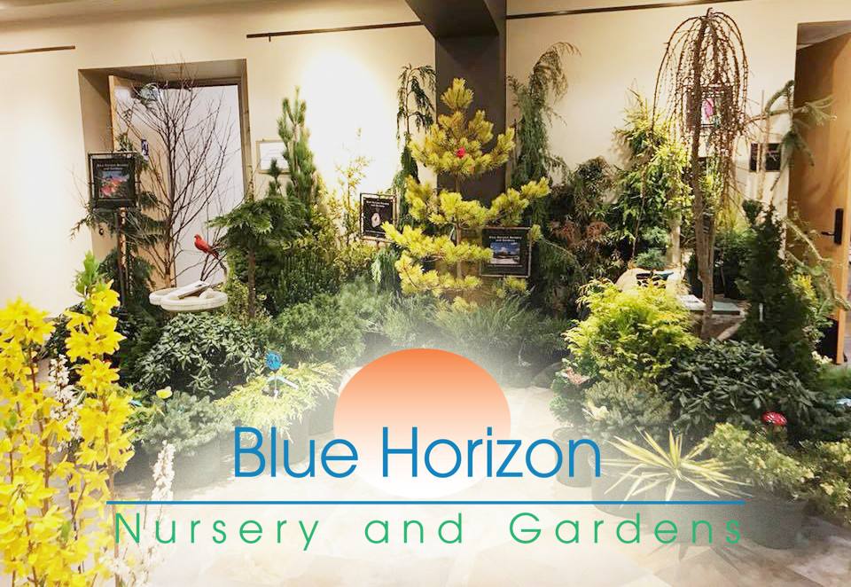 Blue Horizon Nursery And Garden