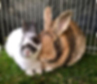 Rabbit resue.jpg