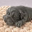 Miniaturbild: pequeño cachorro