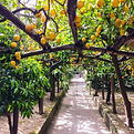 Outdoor garden pathway with olive and citrus trees around villa