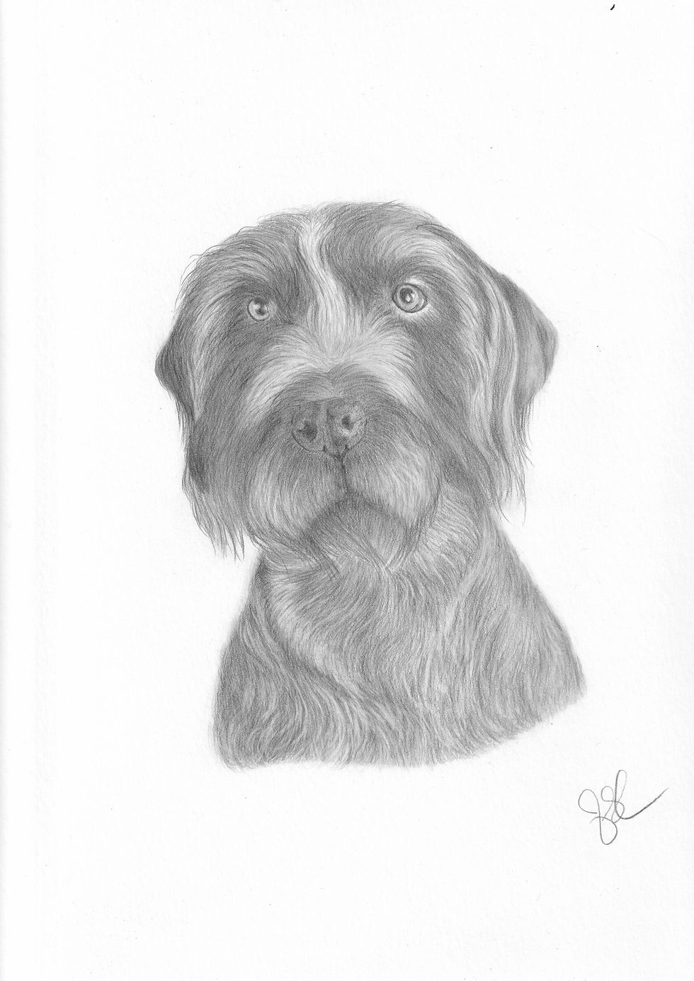 German Wirehaired Pointer Commission