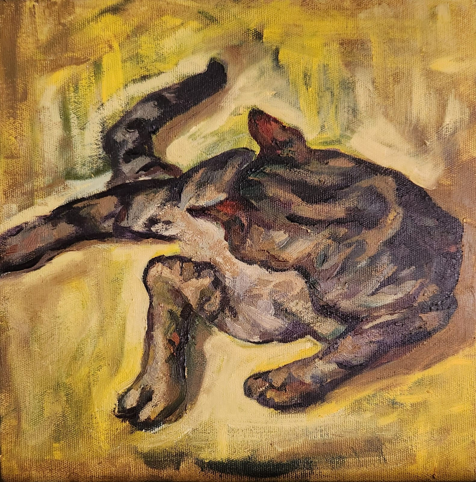 Tekir'in Temizliği - İstanbul'un Kedileri - Mersin Ulusoy Özmete