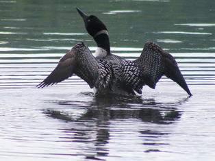 Loon