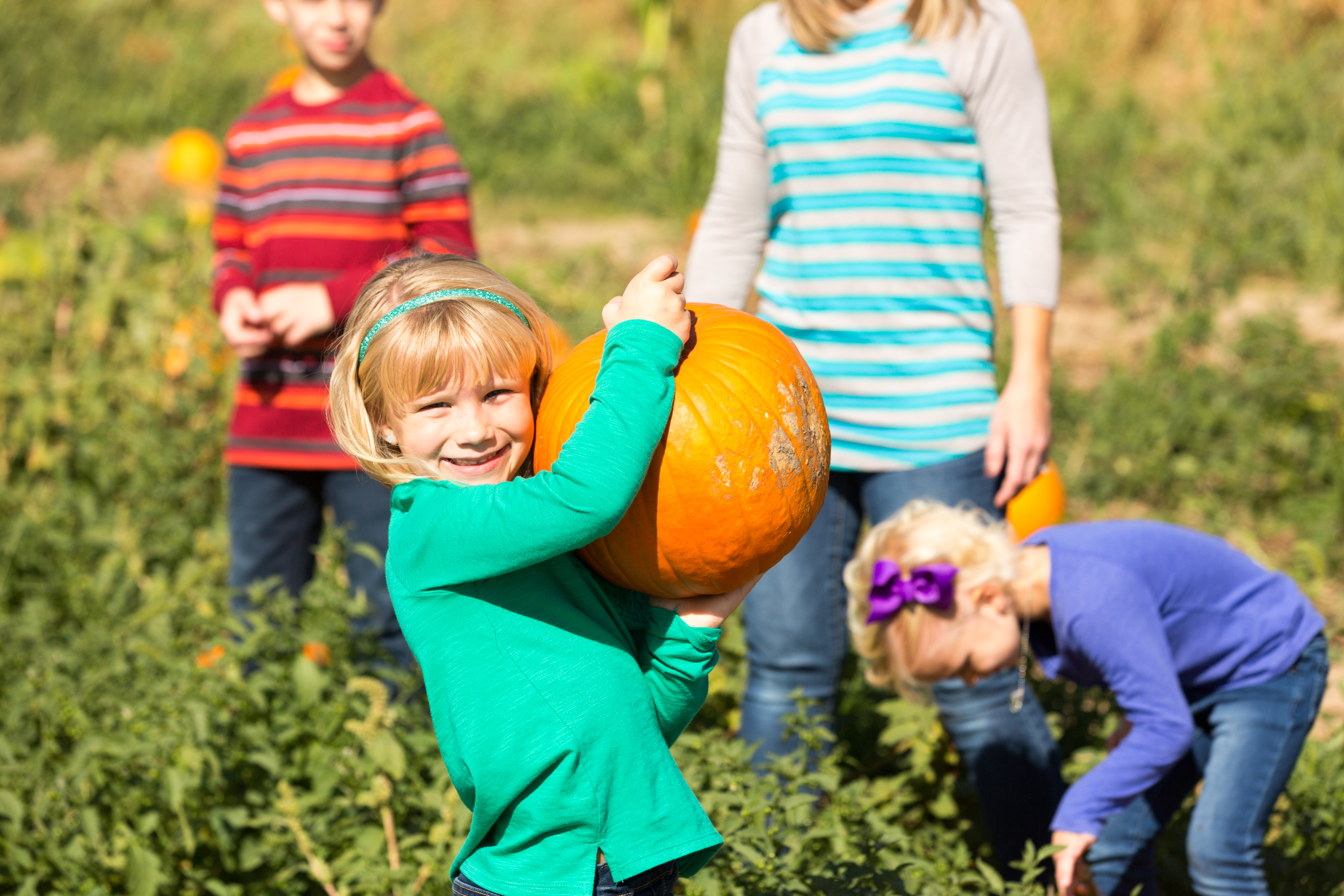 Harvest Tyme Farm logo