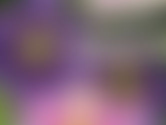 Day 31 – Great Release Program – Monday – 31 December 2018 – Silver RavenWol