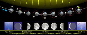 The relation of the phases of the Moon with it...