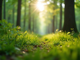 Esprit Sauvage et Racines : une histoire de nature, de renaissance et de sens 🌿