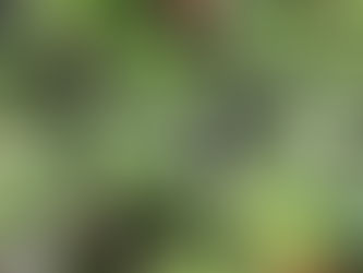 Des nouvelles des Halles aux Fleurs