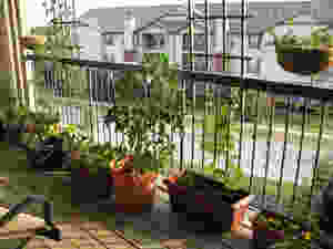 сад-на-балконе
