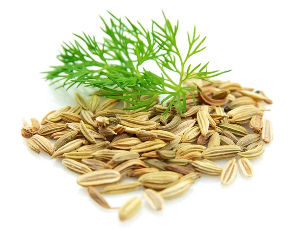 seeds-and-a-fennel-branch.webp