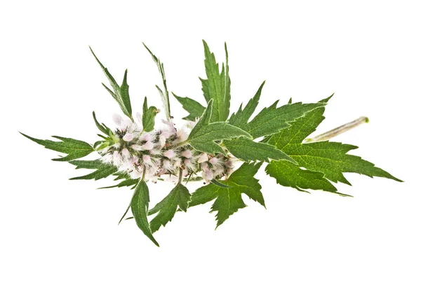 blooming-leonurus-cardiaca-or-motherwort.webp