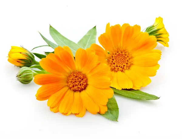 calendula-flowers-with-leaves-isolated.webp